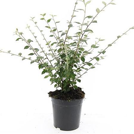 Cotoneaster franchetii Pot 1,5 liter
