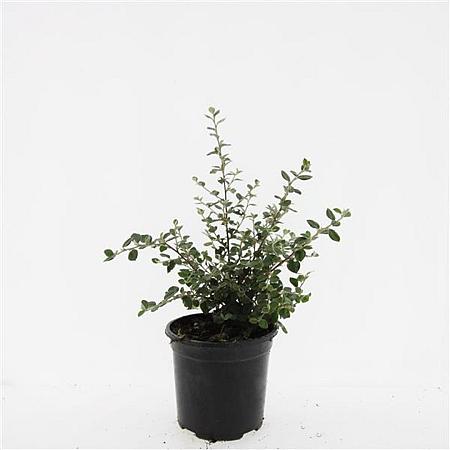 Cotoneaster franchetii Pot 1,5 liter