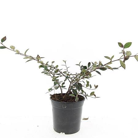 Cotoneaster lacteus Pot 1,5 liter