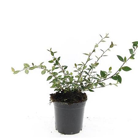 Cotoneaster lacteus Pot 1,5 liter