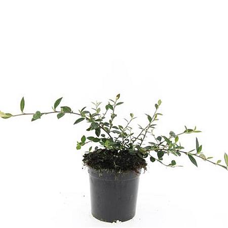 Cotoneaster lacteus Pot 1,5 liter