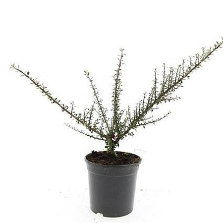 Cotoneaster microphyllus Pot 1,5 liter
