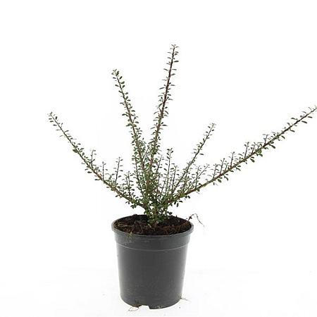 Cotoneaster microphyllus Pot 1,5 liter