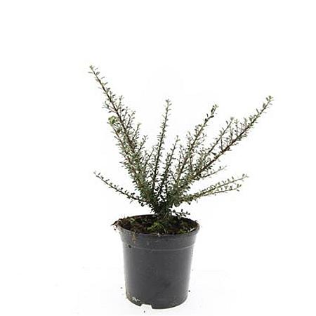Cotoneaster m. 'Tanja' Pot 1,5 liter