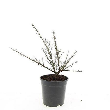 Cotoneaster m. 'Tanja' Pot 1,5 liter