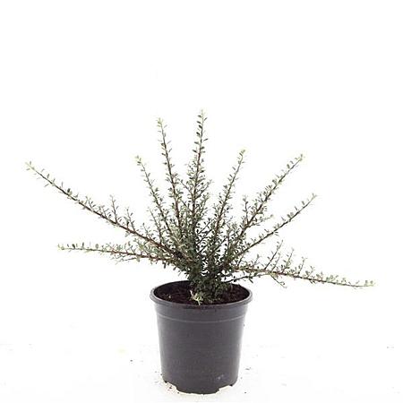 Cotoneaster m. 'Tanja' Pot 1,5 liter