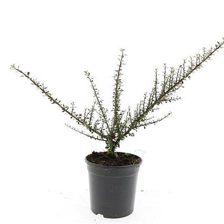 Cotoneaster m. 'Tanja' Pot 1,5 liter