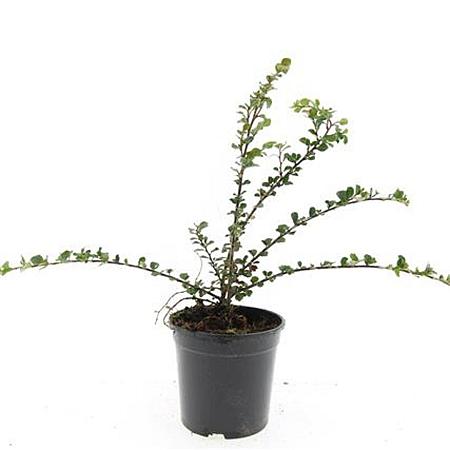 Cotoneaster nanshan 'Boer' Pot 1,5 liter