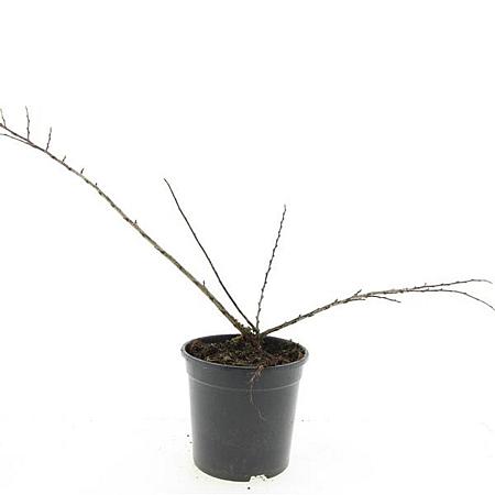 Cotoneaster nanshan 'Boer' Pot 1,5 liter