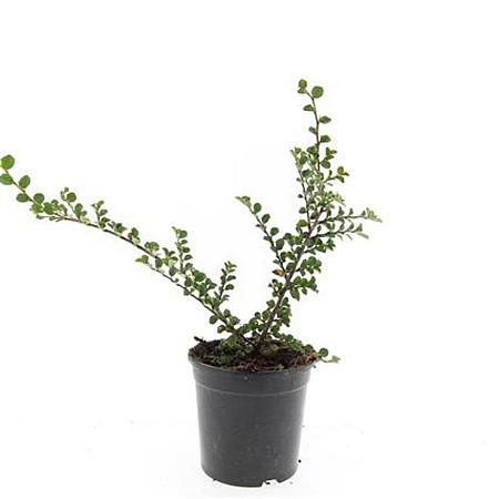 Cotoneaster nanshan 'Boer' Pot 1,5 liter