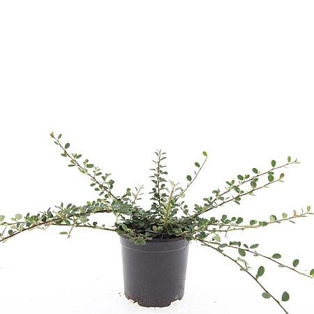 Cotoneaster pr. 'Queen of Carpets' Pot 1,5 liter