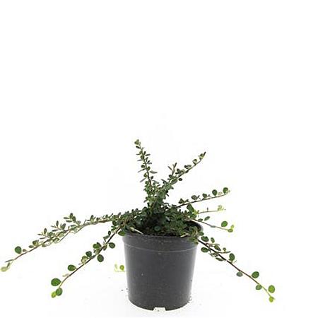 Cotoneaster pr. 'Queen of Carpets' Pot 1,5 liter