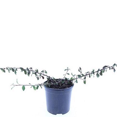 Cotoneaster radicans 'Eichholz' Pot 1,5 liter