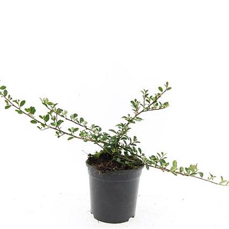 Cotoneaster radicans 'Eichholz' Pot 1,5 liter