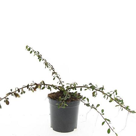 Cotoneaster radicans 'Eichholz' Pot 1,5 liter