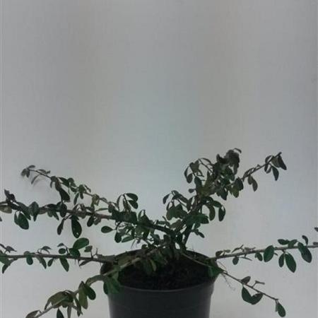 Cotoneaster radicans 'Eichholz' Pot 1,5 liter