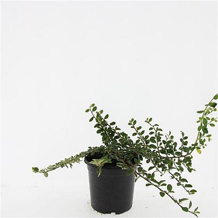 Cotoneaster radicans 'Rami' Pot 1,5 liter