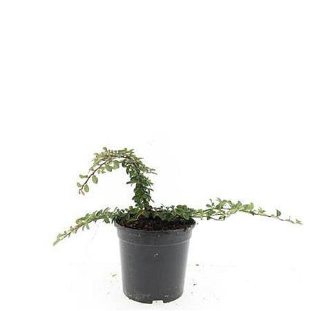 Cotoneaster radicans 'Rami' Pot 1,5 liter