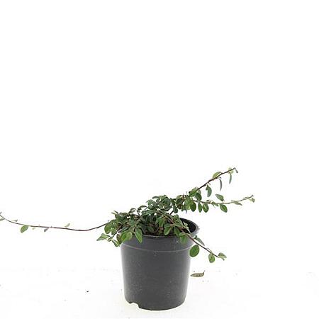 Cotoneaster radicans 'Rami' Pot 1,5 liter