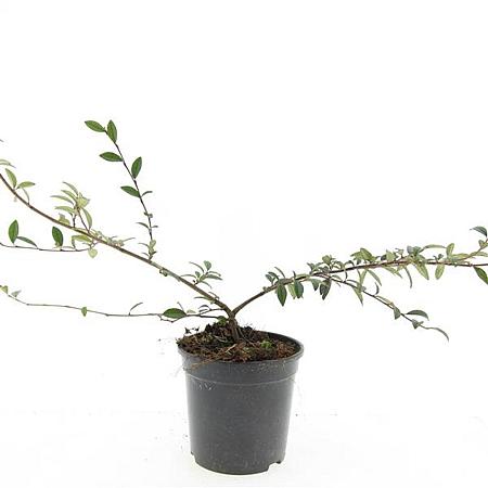 Cotoneaster sal. 'Gnom' Pot 1,5 liter