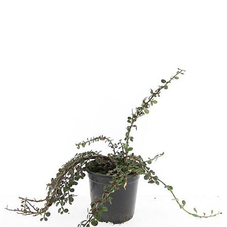 Cotoneaster sal. 'Green Carpet' Pot 1,5 liter