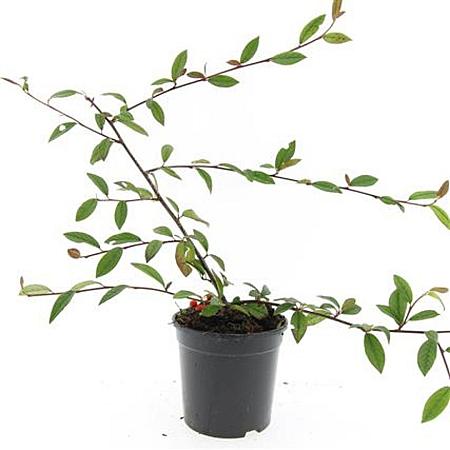 Cotoneaster sal. 'Herbstfeuer' Pot 1,5 liter
