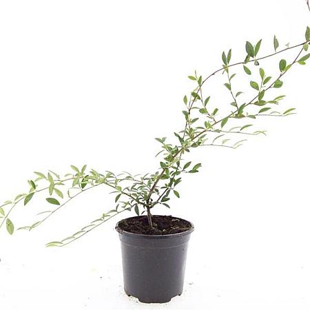 Cotoneaster sal. 'Parkteppich' Pot 1,5 liter