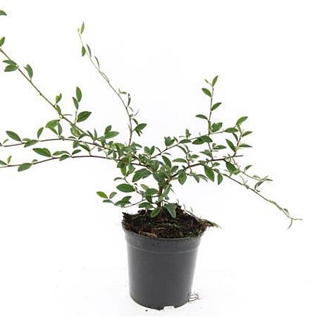 Cotoneaster sal. 'Parkteppich' Pot 1,5 liter