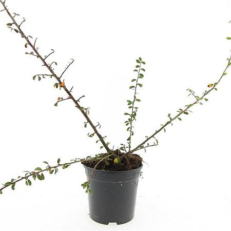 Cotoneaster suec. 'Skogholm' Pot 1,5 liter