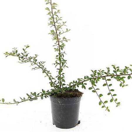 Cotoneaster suec. 'Skogholm' Pot 1,5 liter