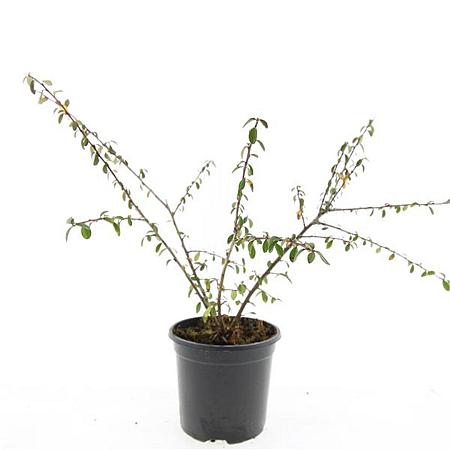 Cotoneaster suec. 'Skogholm' Pot 1,5 liter