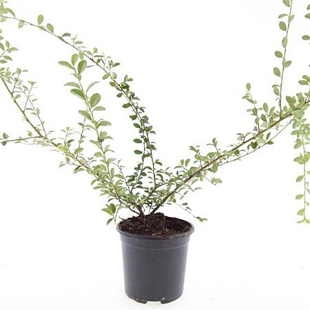 Cotoneaster suec. 'Skogholm' Pot 1,5 liter