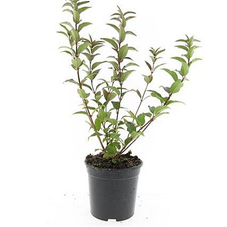 Deutzia gracilis Pot 1,5 liter