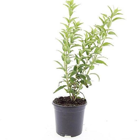 Deutzia gracilis Pot 1,5 liter