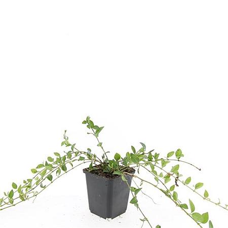 Vinca minor 'La Grave' Pot 9 cm