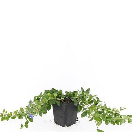 Vinca minor 'La Grave' Pot 9 cm