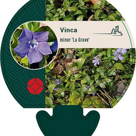 Vinca minor 'La Grave' Pot 9 cm