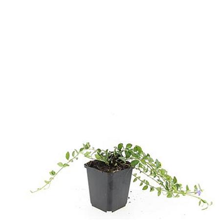 Vinca minor 'La Grave' Pot 9 cm
