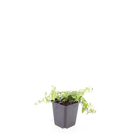 Vinca minor 'La Grave' Pot 9 cm