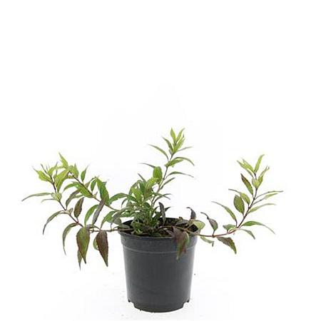 Deutzia gracilis 'Nikko' Pot 1,5 liter