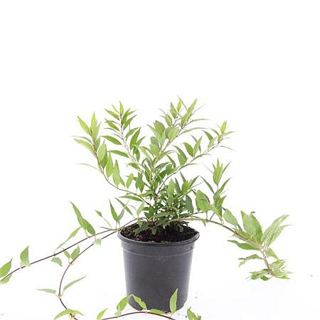 Deutzia gracilis 'Nikko' Pot 1,5 liter