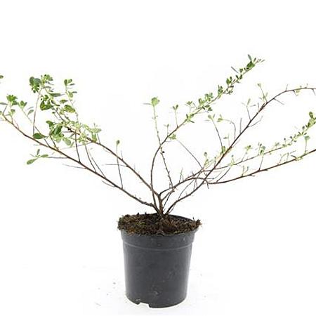 Escallonia 'Donard Seedling' Pot 1,5 liter
