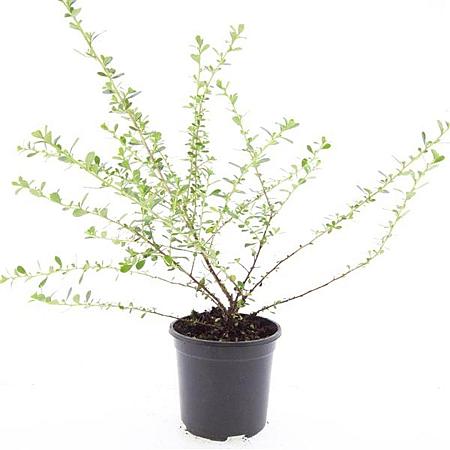 Escallonia 'Donard Seedling' Pot 1,5 liter