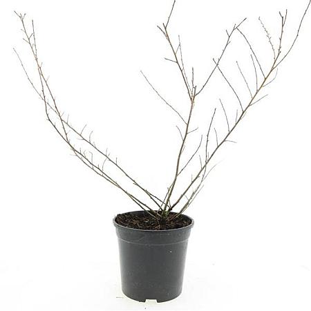 Escallonia 'Donard Seedling' Pot 1,5 liter