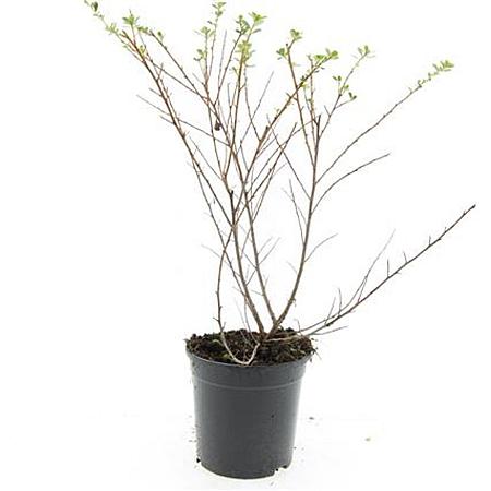 Escallonia 'Donard Seedling' Pot 1,5 liter