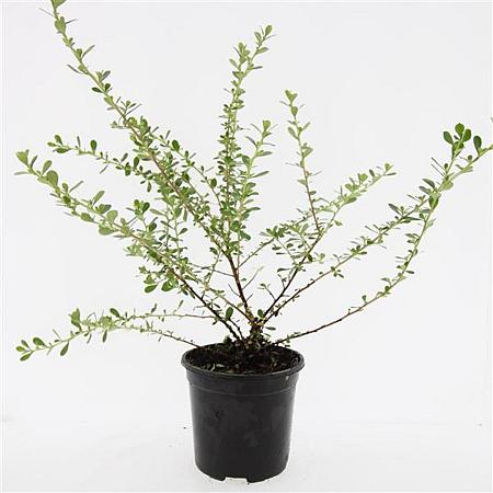 Escallonia 'Donard Seedling' Pot 1,5 liter
