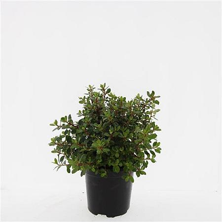 Escallonia 'Red Dream' Pot 1,5 liter