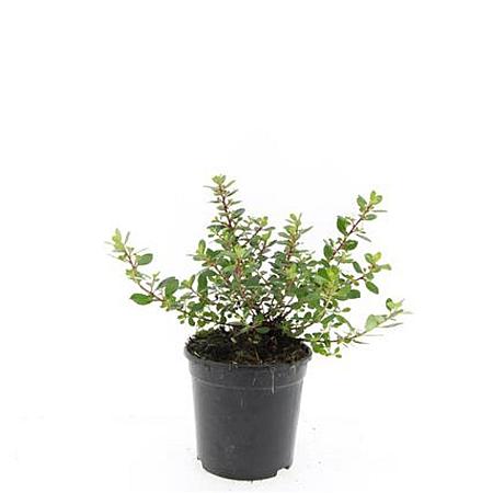 Escallonia 'Red Dream' Pot 1,5 liter