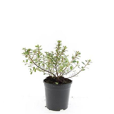 Escallonia 'Red Dream' Pot 1,5 liter
