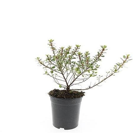 Escallonia 'Red Dream' Pot 1,5 liter